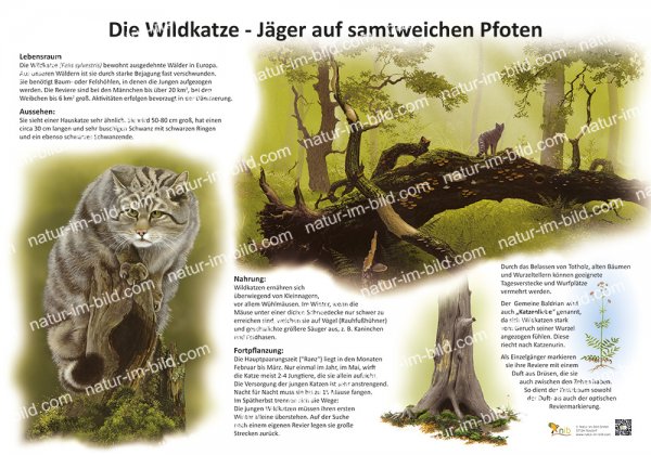 Die Wildkatze