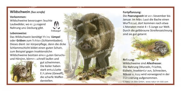 Wildschwein