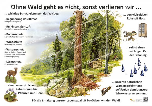 Ohne Wald geht es nicht, sonst verlieren wir ...