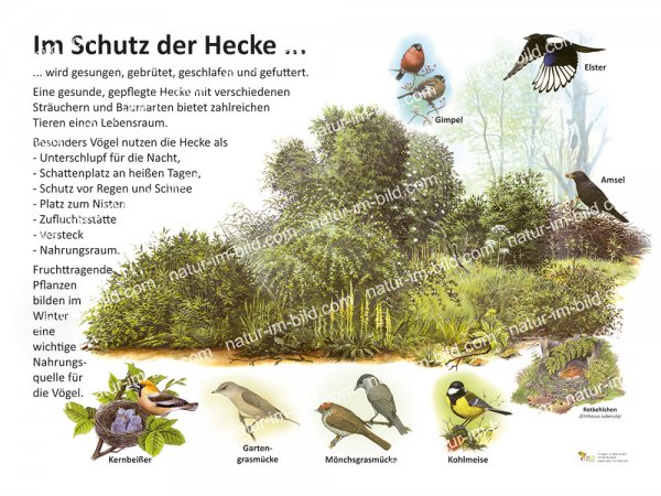 Im Schutz der Hecke