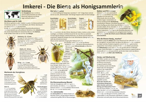 Imkerei - Die Biene als Honigsammlerin