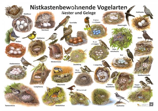 Nistkastenbewohnende Vogelarten