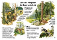 Ziele und Aufgaben der Forstwirtschaft