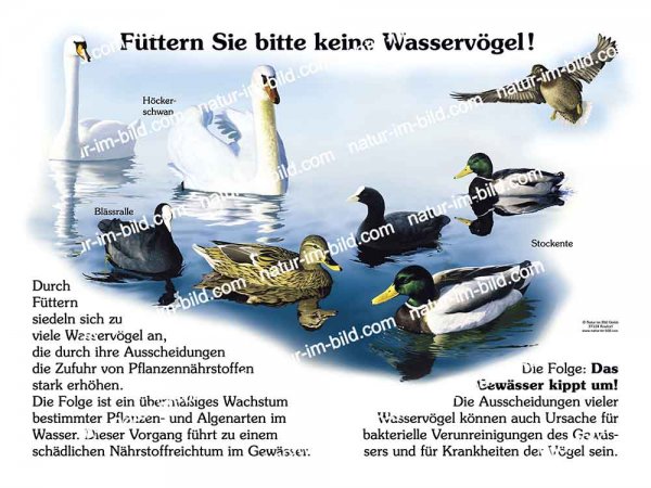Füttern Sie bitte keine Wasservögel