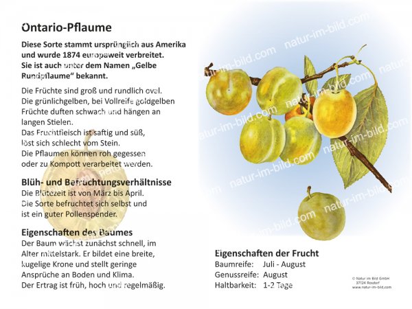 Ontario-Pflaume