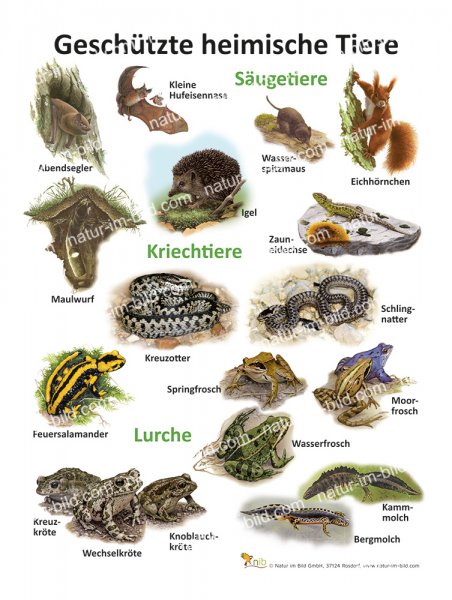 Geschützte heimische Tiere