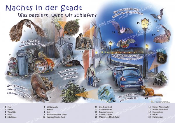 Nachts in der Stadt - Was passiert, wenn wir schlafen?