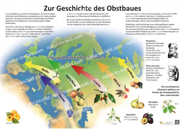 Zur Geschichte des Obstbaues