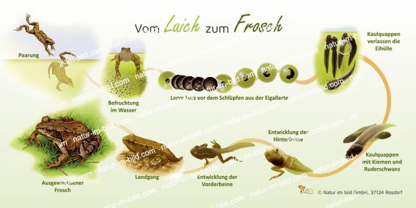 Vom Laich zum Frosch