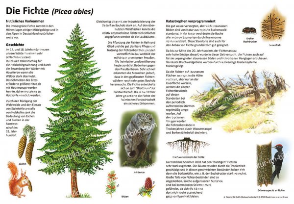 Die Fichte