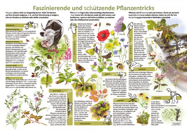 Faszinierende und schützende Pflanzentricks