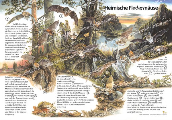 Heimische Fledermäuse - Wald