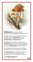 Hallimasch