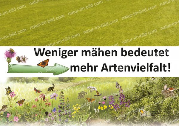Weniger mähen - mehr Artenvielfalt