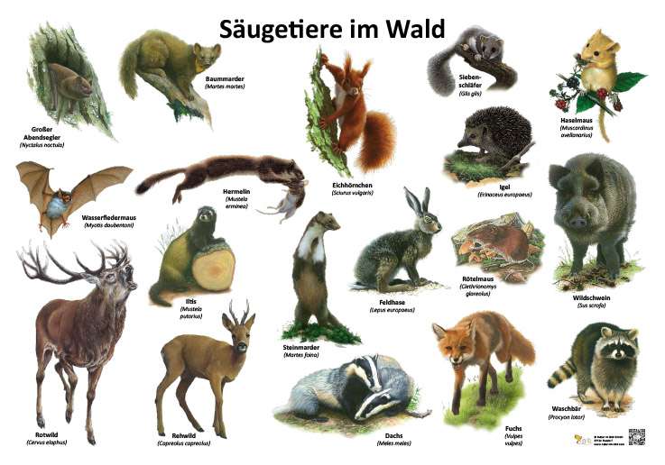 Säugetiere im Wald | Säugetiere | Lehrtafeln | Natur im Bild Lehrtafeln