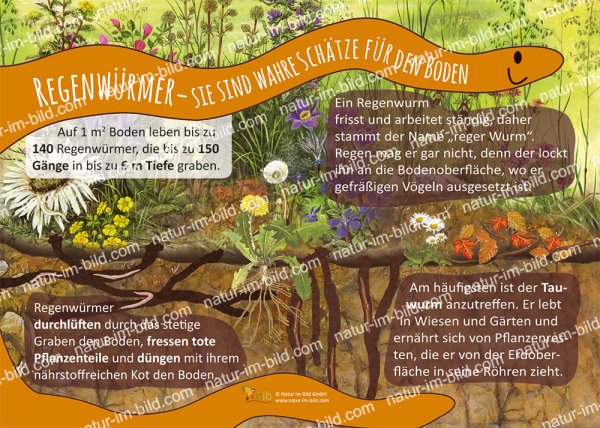 Regenwürmer - Sie sind wahre Schätze für den Boden