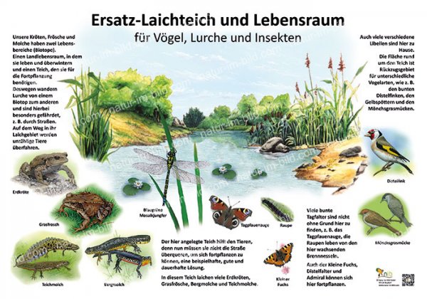 Ersatz-Laichteich und Lebensraum