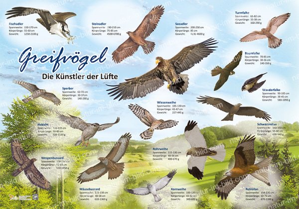 Greifvögel - Die Künstler der Lüfte