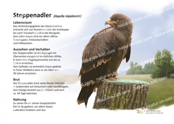 Steppenadler