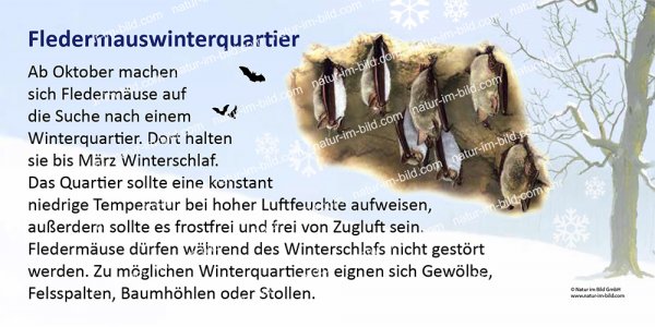 Fledermauswinterquartier