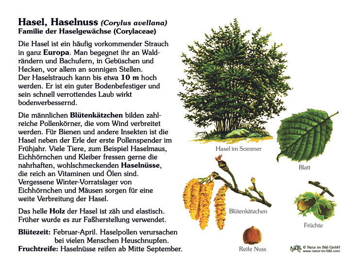 Gemeine Hasel Steckbrief