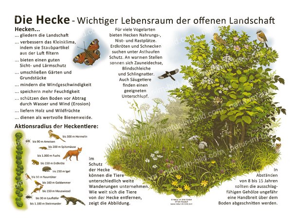 Die Hecke