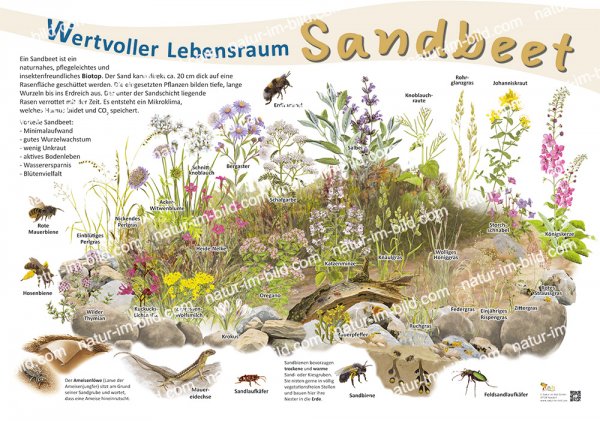 Wertvoller Lebensraum Sandbeet