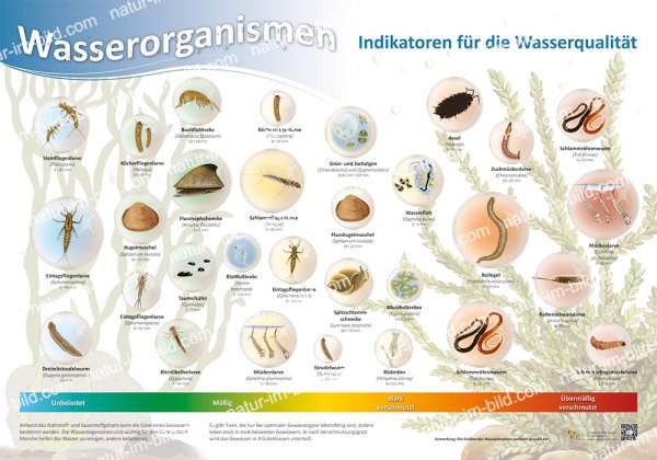 Wasserorganismen