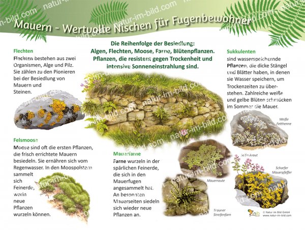 Mauern - Wertvolle Nischen