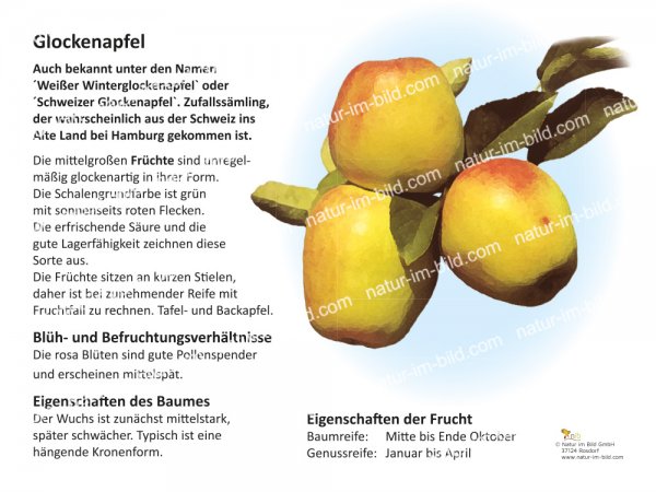 Glockenapfel