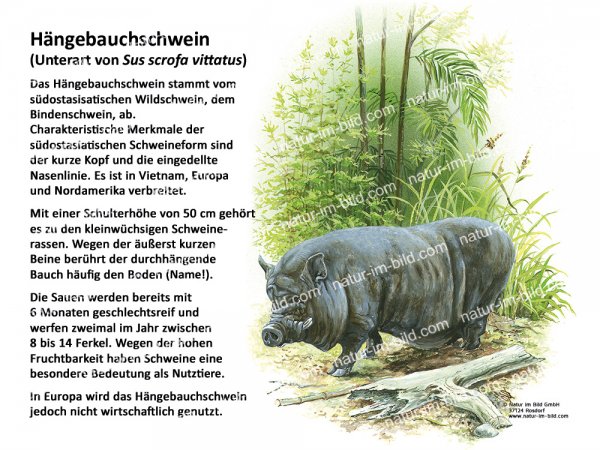 Hängebauchschwein