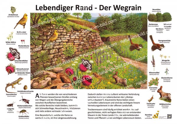 Lebendiger Rand - Der Wegrain