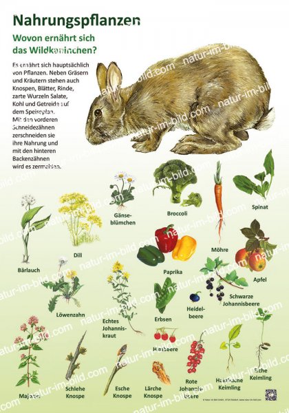 Nahrungspflanzen - Wildkaninchen
