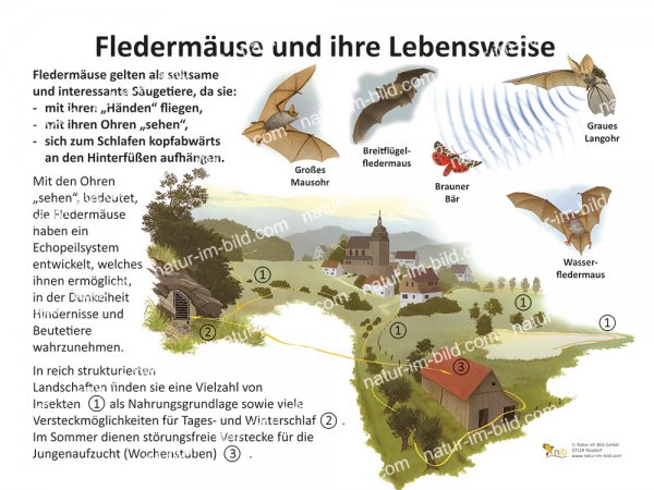 Fledermäuse und ihre Lebensweise