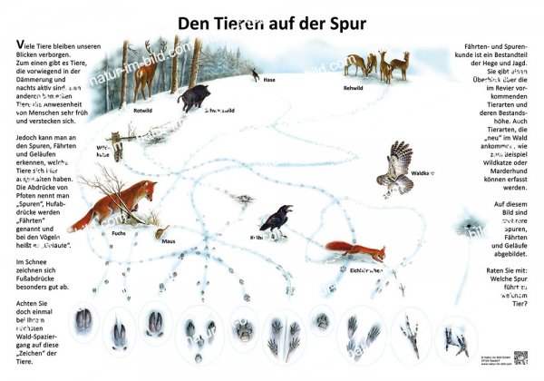 Den Tieren auf der Spur