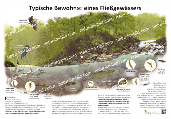 Typische Bewohner eines Fließgewässers