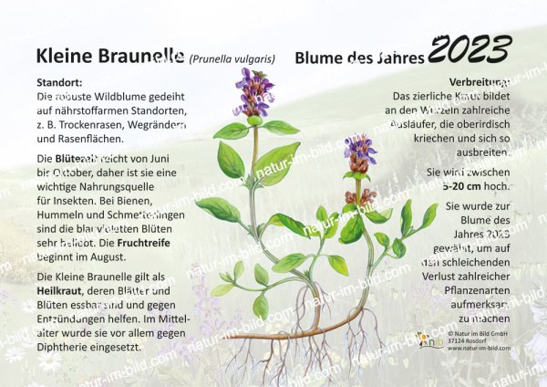 Kleine Braunelle, Blume des Jahres 2023