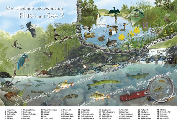 Wer schwimmt und wohnt am Fluss und See?