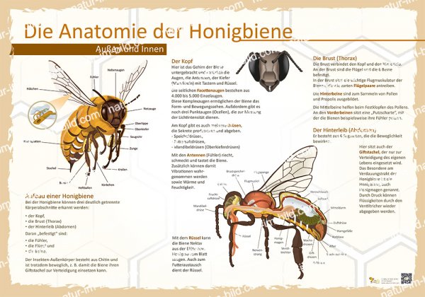 Die Anatomie der Honigbiene