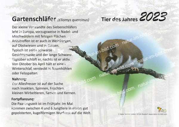Gartenschläfer
