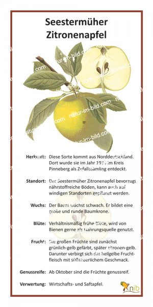 Seestermüher Zitronenapfel