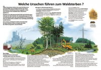 Welche Ursachen führen zum Waldsterben?