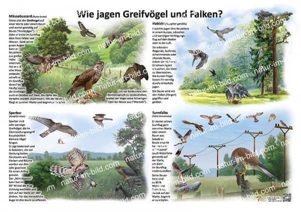 Wie jagen Greifvögel und Falken