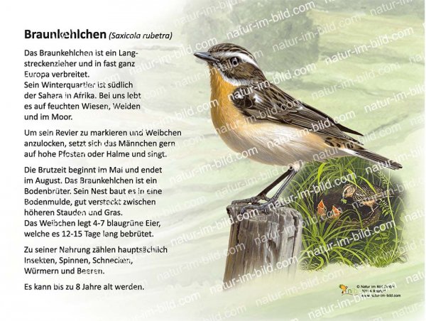 Braunkehlchen