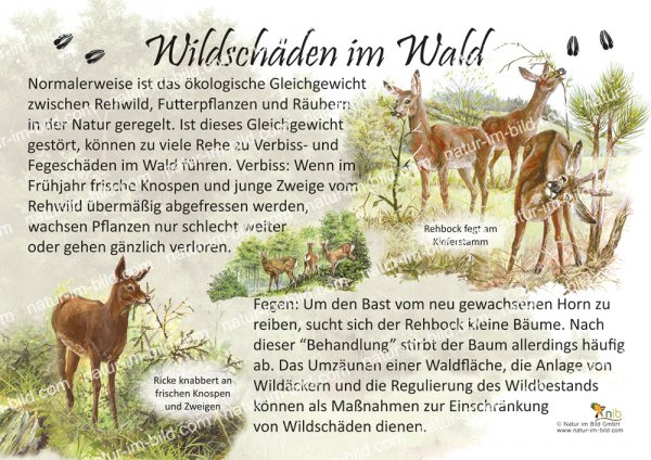 Wildschäden im Wald