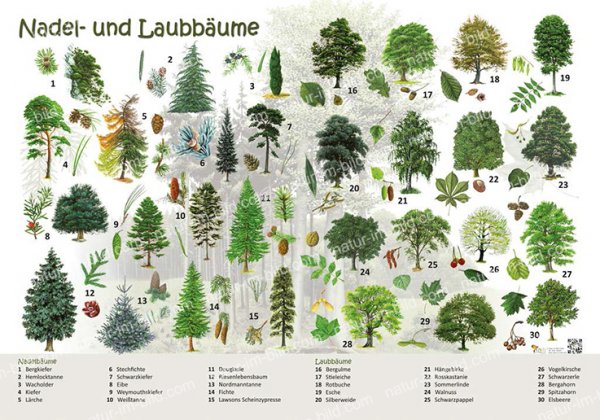 Nadel- und Laubbäume