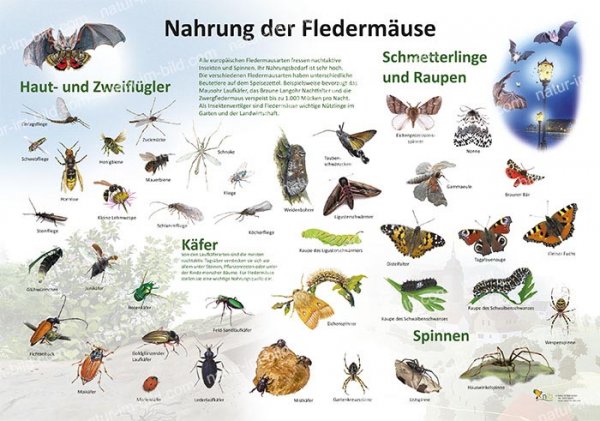 Nahrung der Fledermäuse