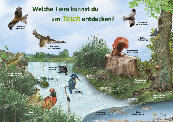 Welche Tiere kannst du am Teich entdecken?