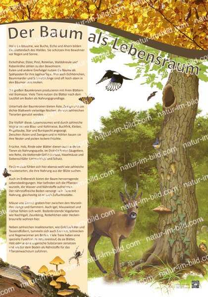 Der Baum als Lebensraum