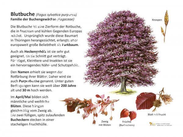 Blutbuche